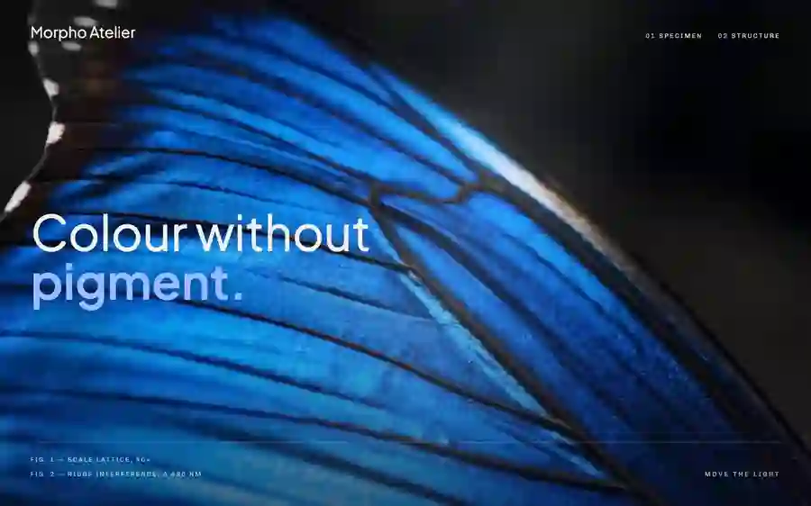 Morpho — Field Journal interactive